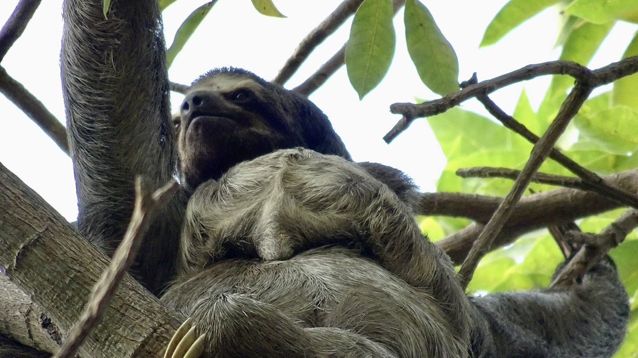Best of… Animals 🐒🦋🦎